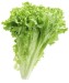 Lettuce Stevia - Image 2